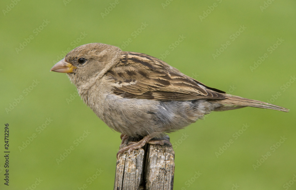 Fototapeta premium House sparrow