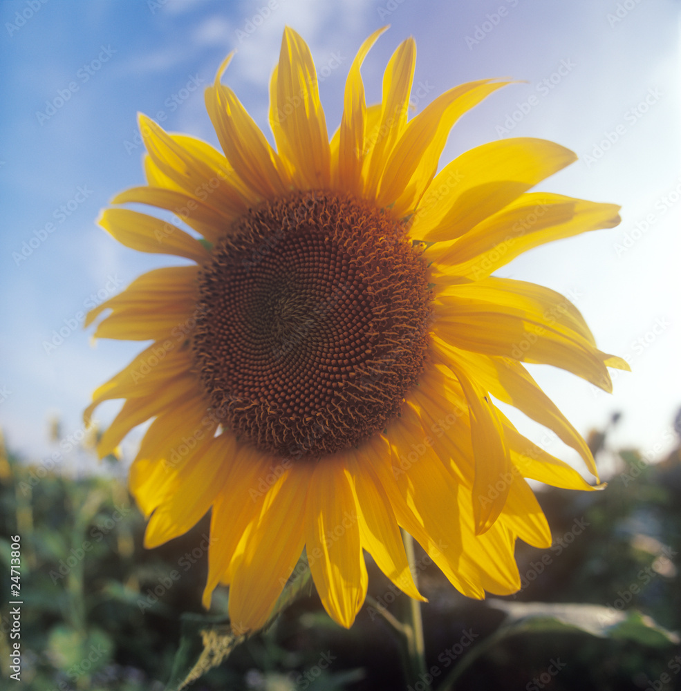 Obraz premium Sunflower.