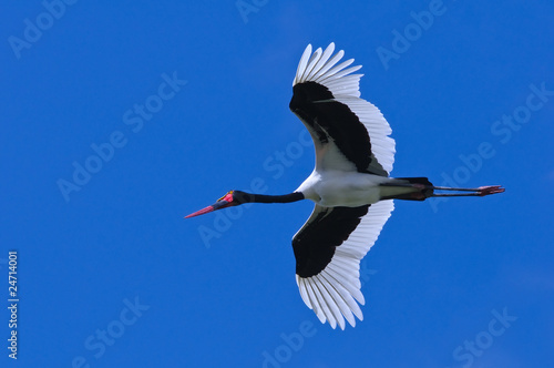 Saddle-billed Stork in Flight