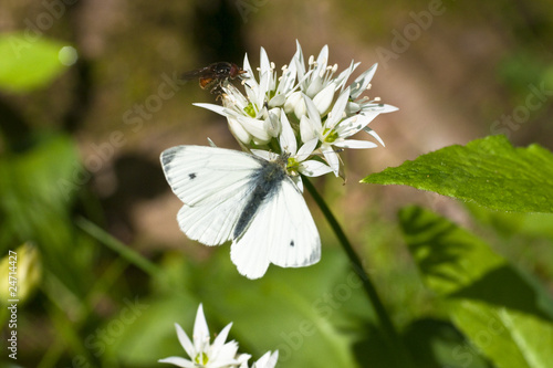 Animal, Butterfly, Green veined White, (Pieris napi), feeding