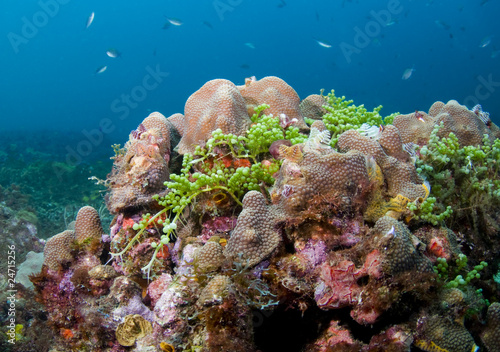 Fototapeta Naklejka Na Ścianę i Meble -  Colorful coral