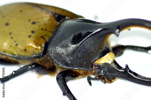 nashorn käfer © Angela Köhler