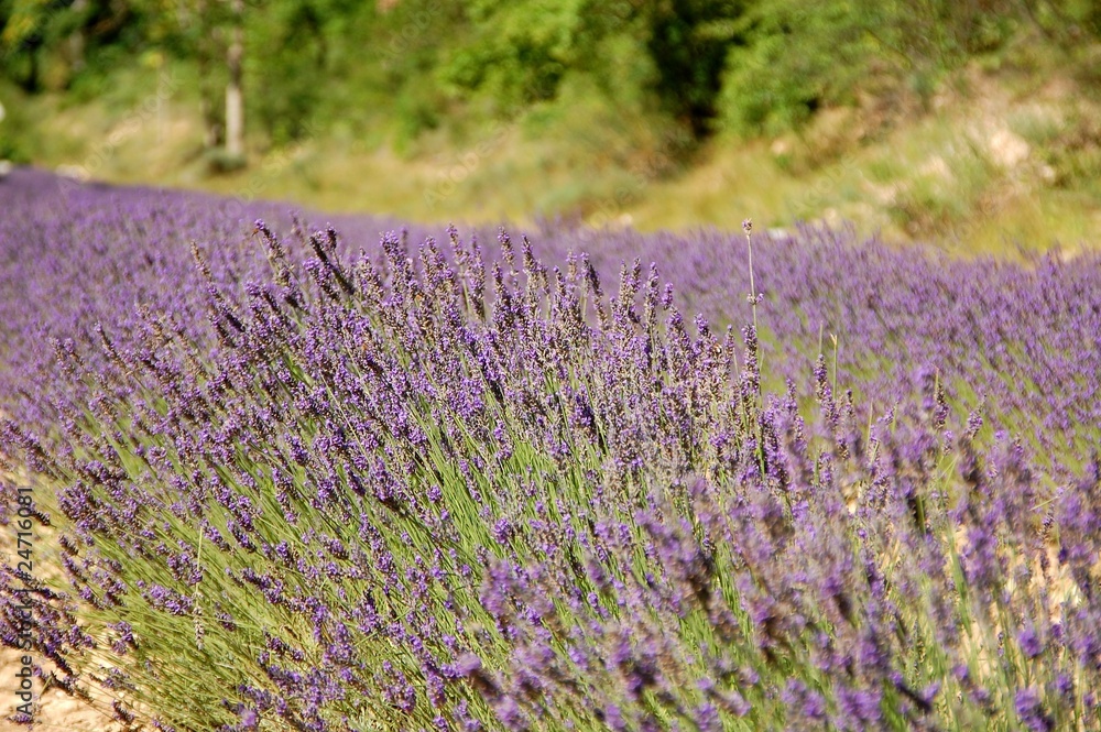 Fototapeta premium lavandes