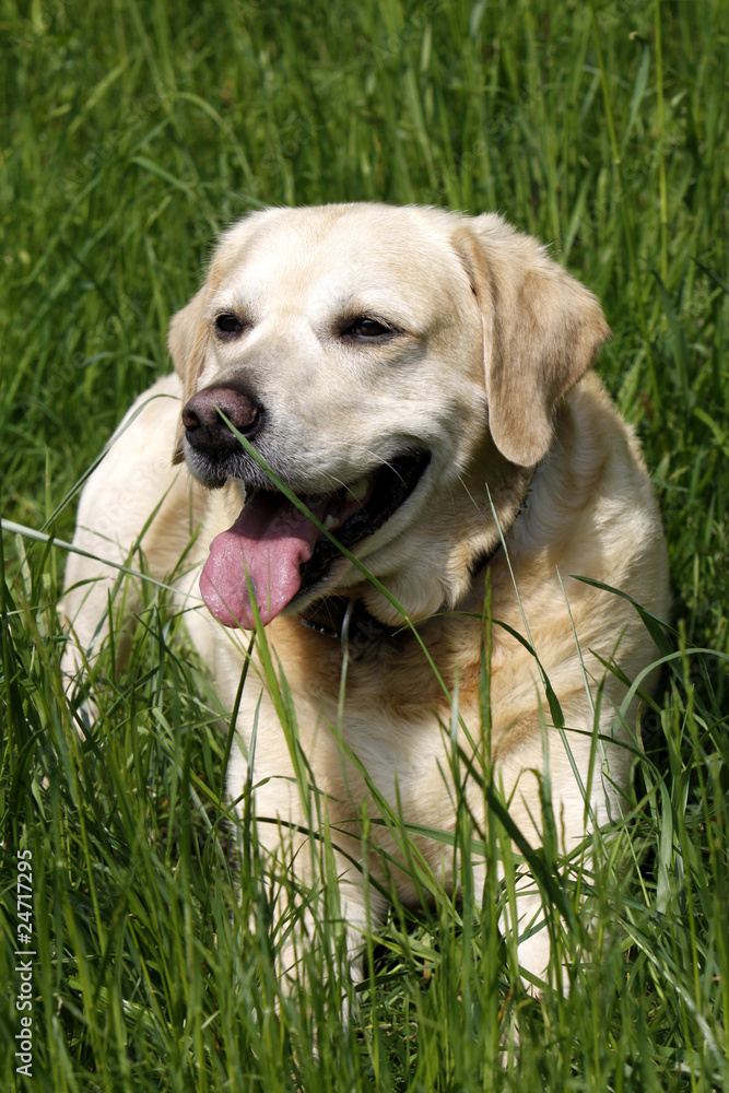 Labrador Retriever Labrador Retriever