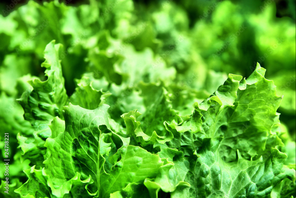 Parsley Parsley