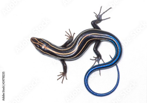 Slika na platnu Five-lined Skink