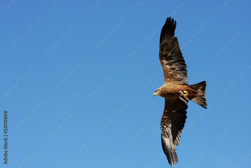 Fototapeta premium aigle