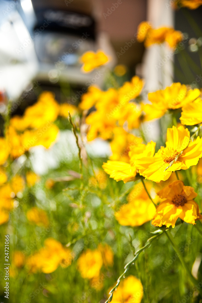 Obraz premium 金鶏菊とバイク