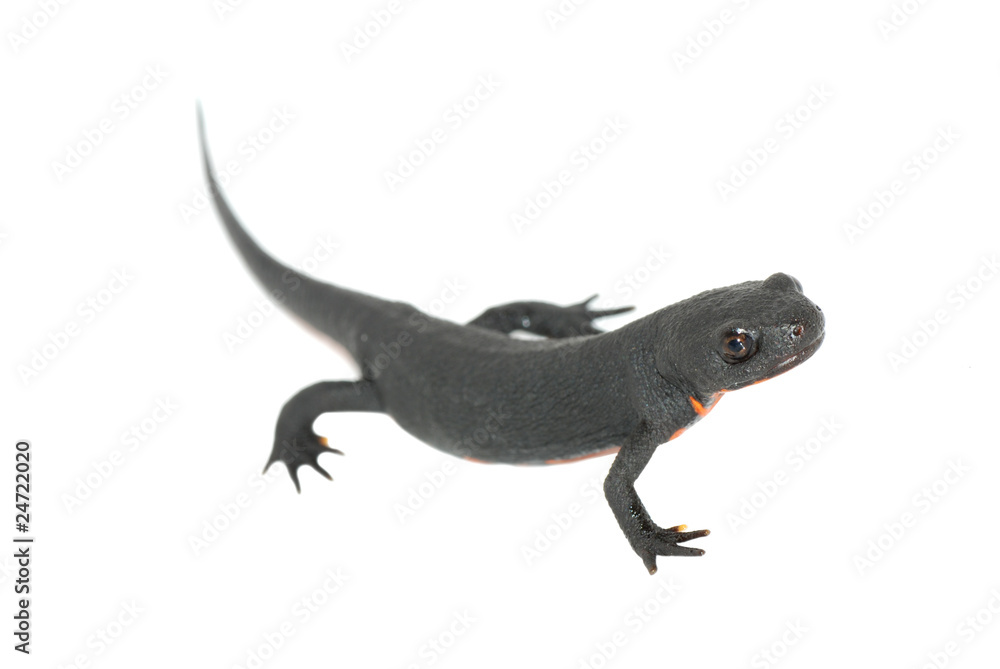 Naklejka premium animal fire salamander isolated