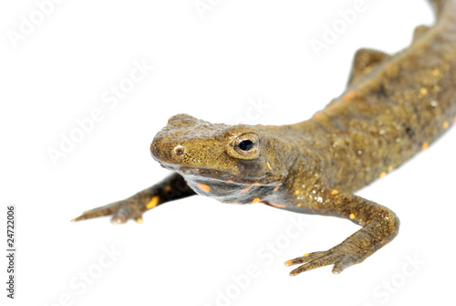 animal chinese salamander isolated