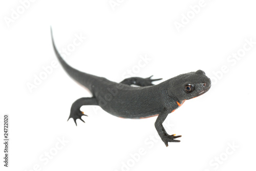 animal fire salamander isolated