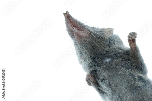 mammal animal shrew rat