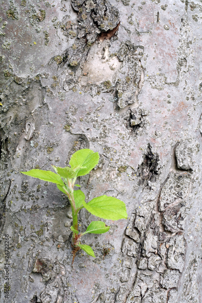 Surface of bark of old apple-tree Surface of bark of old apple-tree