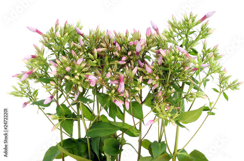 Green plants with pink buds