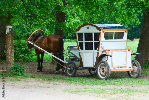 Fotografija White vintage coach with horse in the park