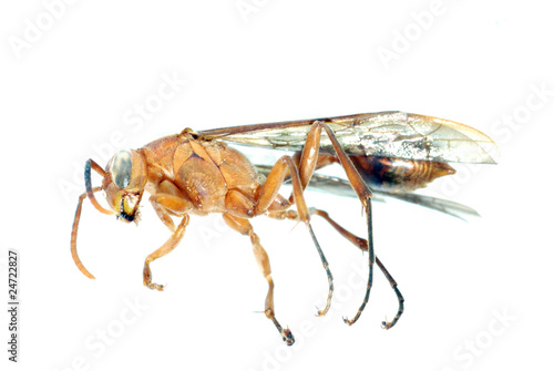 wasp insect macro isolated on white