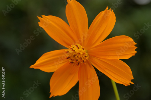 Closeup orange cosmos in my home, Thailand.
