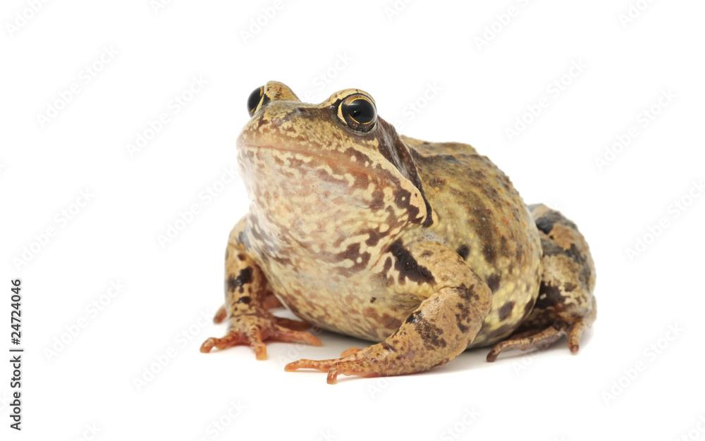 Toad Toad