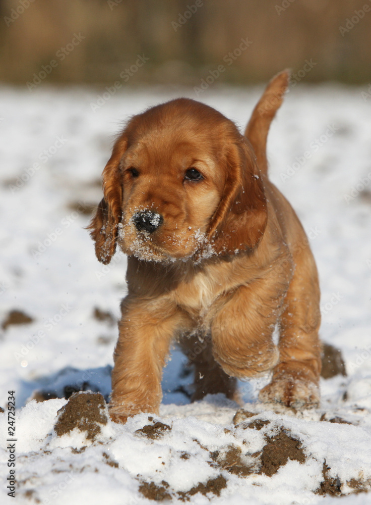 puppy english cocker with snow on the nose