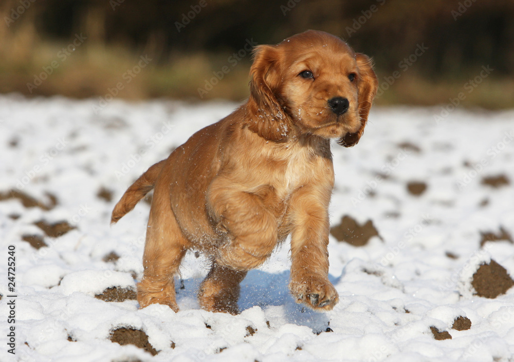 puppy dog running on the snow. english cocker spaniel