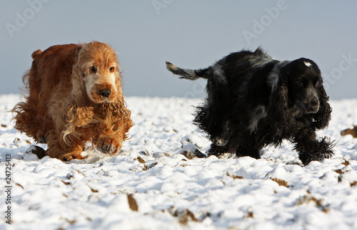 course de deux cockers anglais dans la neige photo