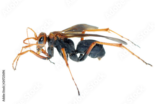 wasp insect macro isolated on white