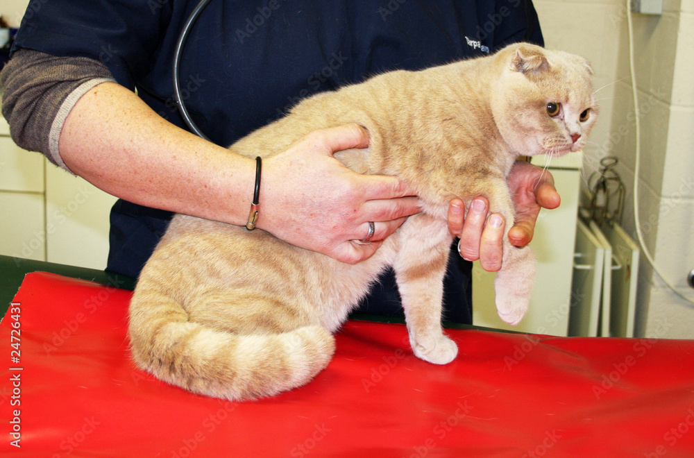 soins vétérinaires pour un chat