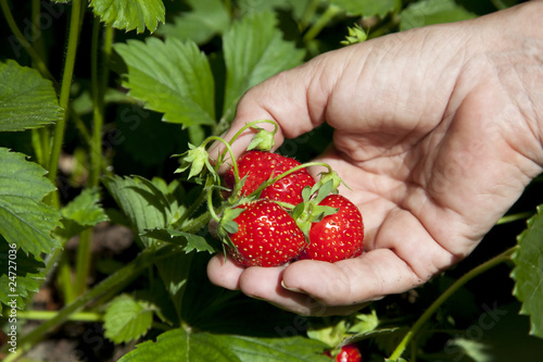 ripe strawberry in female hand