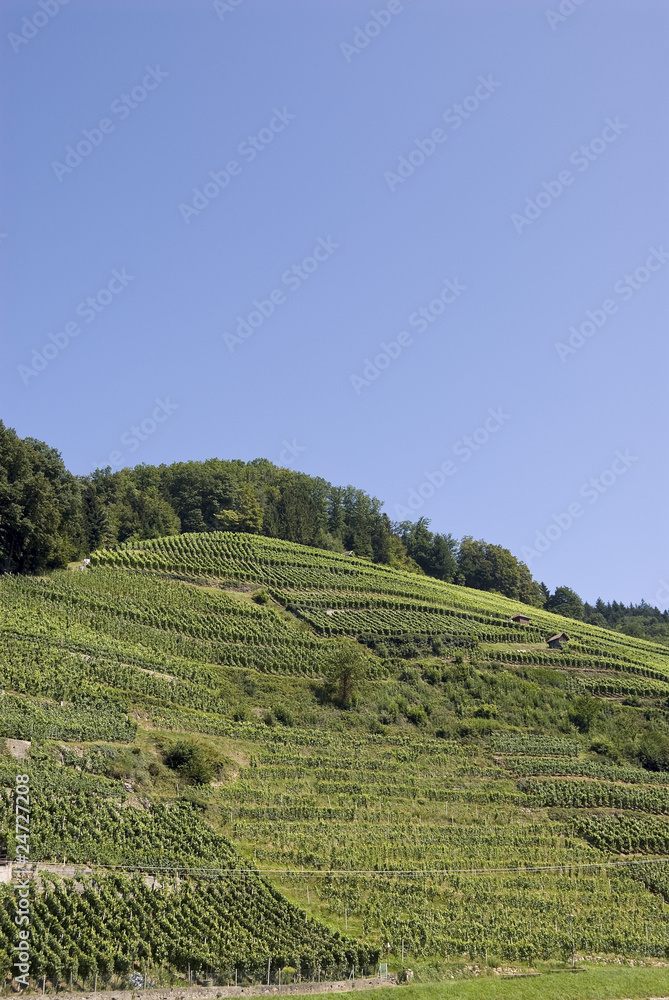 wineyard with blue sky and trees