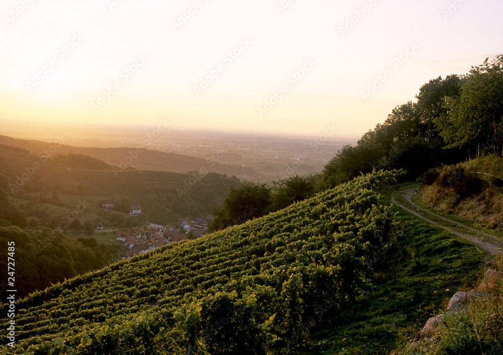 Obraz premium Vineyard with road in the sunset
