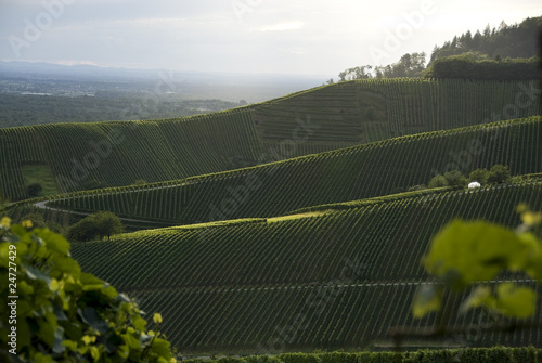 vineyards with trees and a blue sky