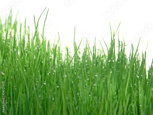 herbes humides, fond blanc