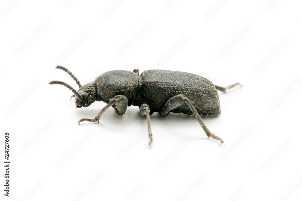 cucaracha en fondo blanco cucaracha en fondo blanco