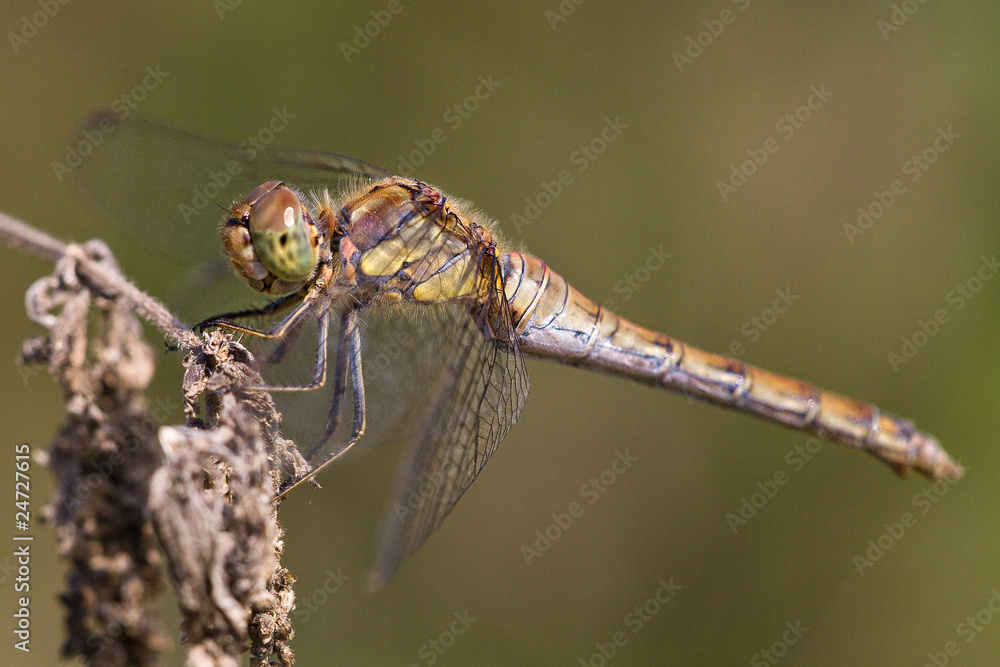 Libelle Libelle