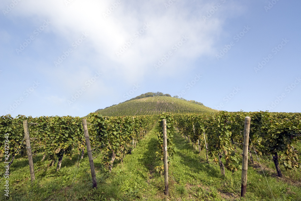 rows of a vineyard with a small hill in the background