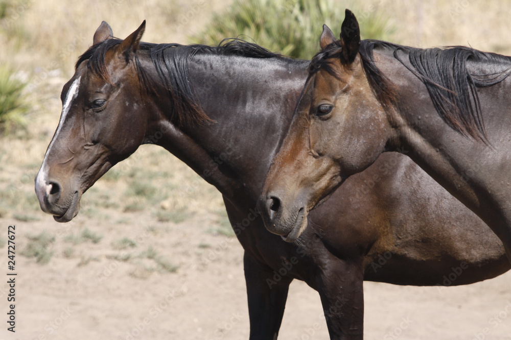 caballos caballos