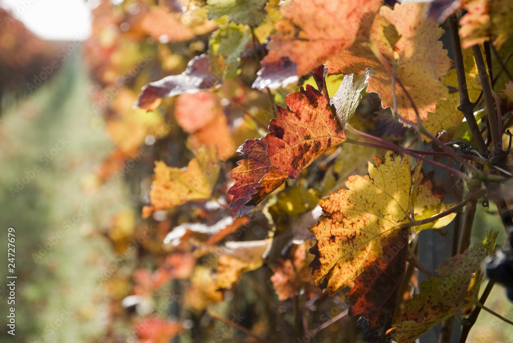 red wine leaves with other rows in the background