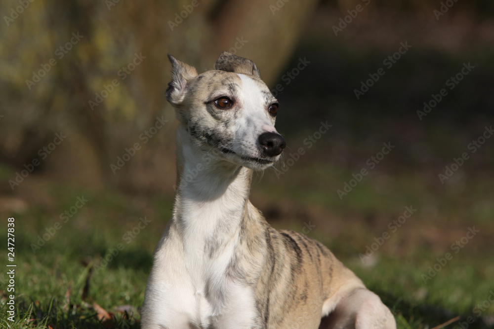 portrait d'un lévrier whippet