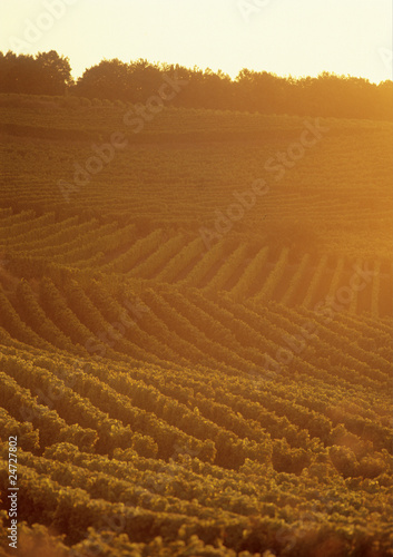rows of a vineyard with trees and sunset in the background