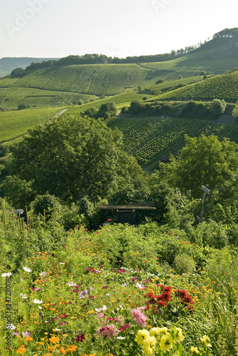 A vineyard in california with red, yellow and rose flowers.