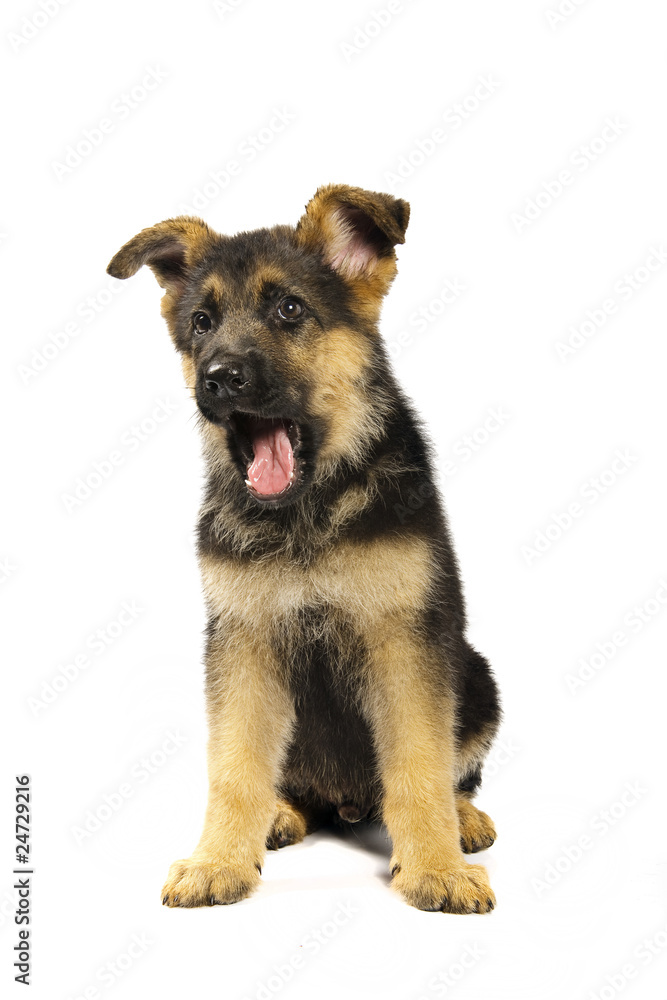 german shepard dog