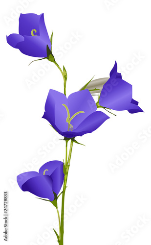blue campanula flower illustration