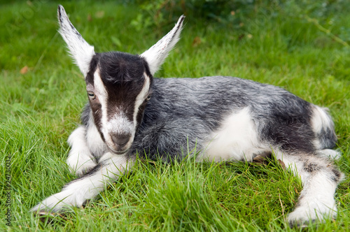 black white young goat on green grass