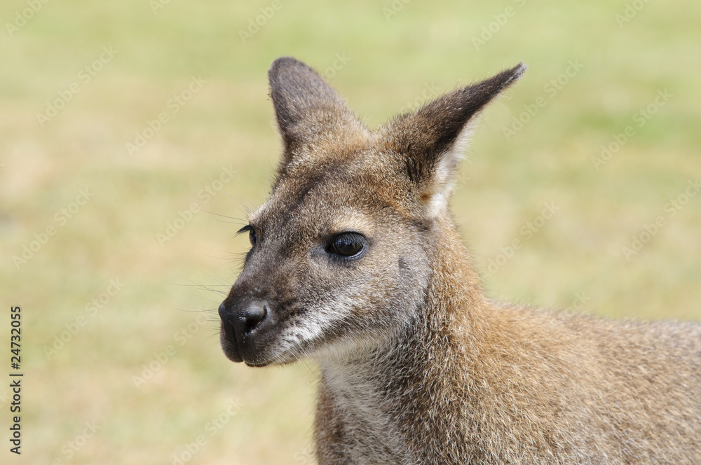 Wallaby