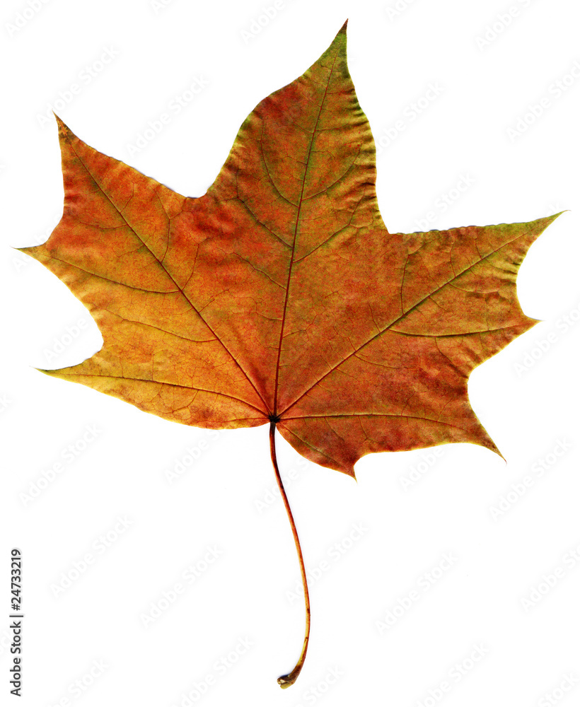Autumn leaf Autumn leaf