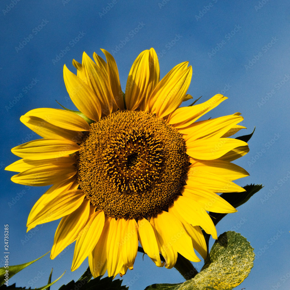Naklejka premium tournesol