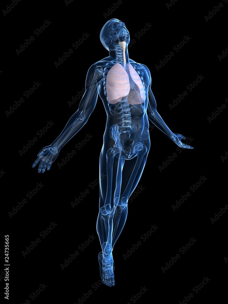 transparenter Körper mit Lunge transparenter Körper mit Lunge