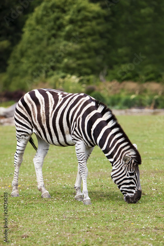 Zebra grazing.