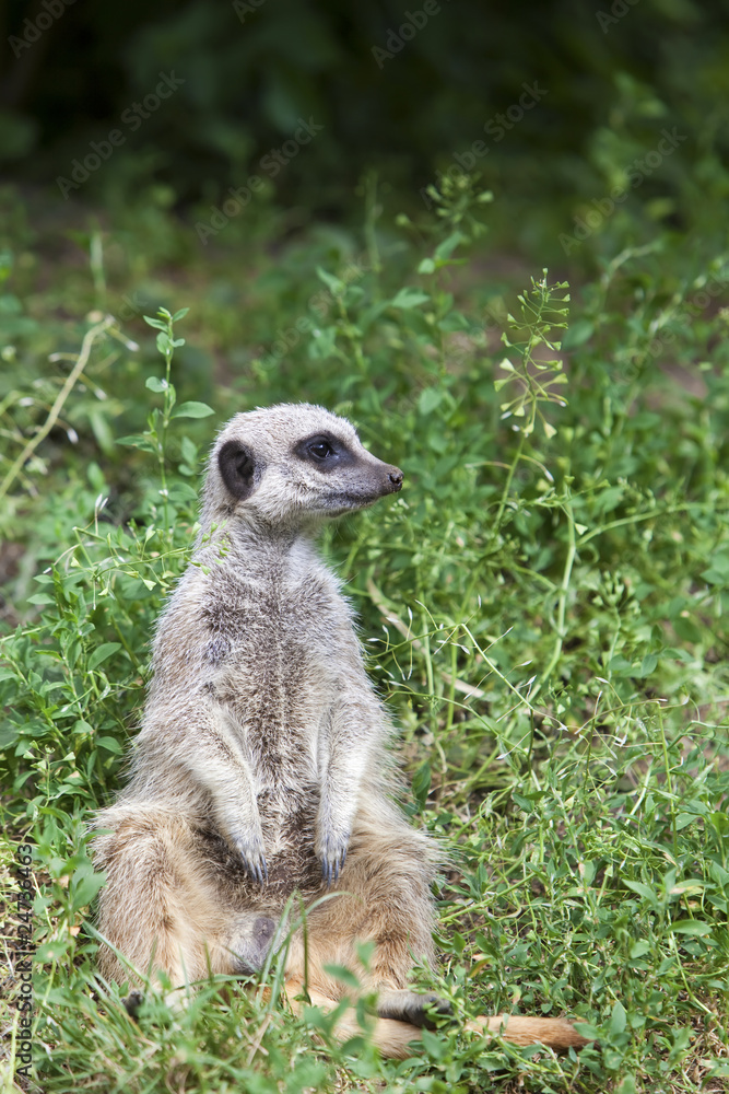 Sitting Meerkat Sitting Meerkat