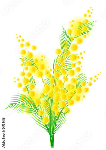Bunch of mimosa